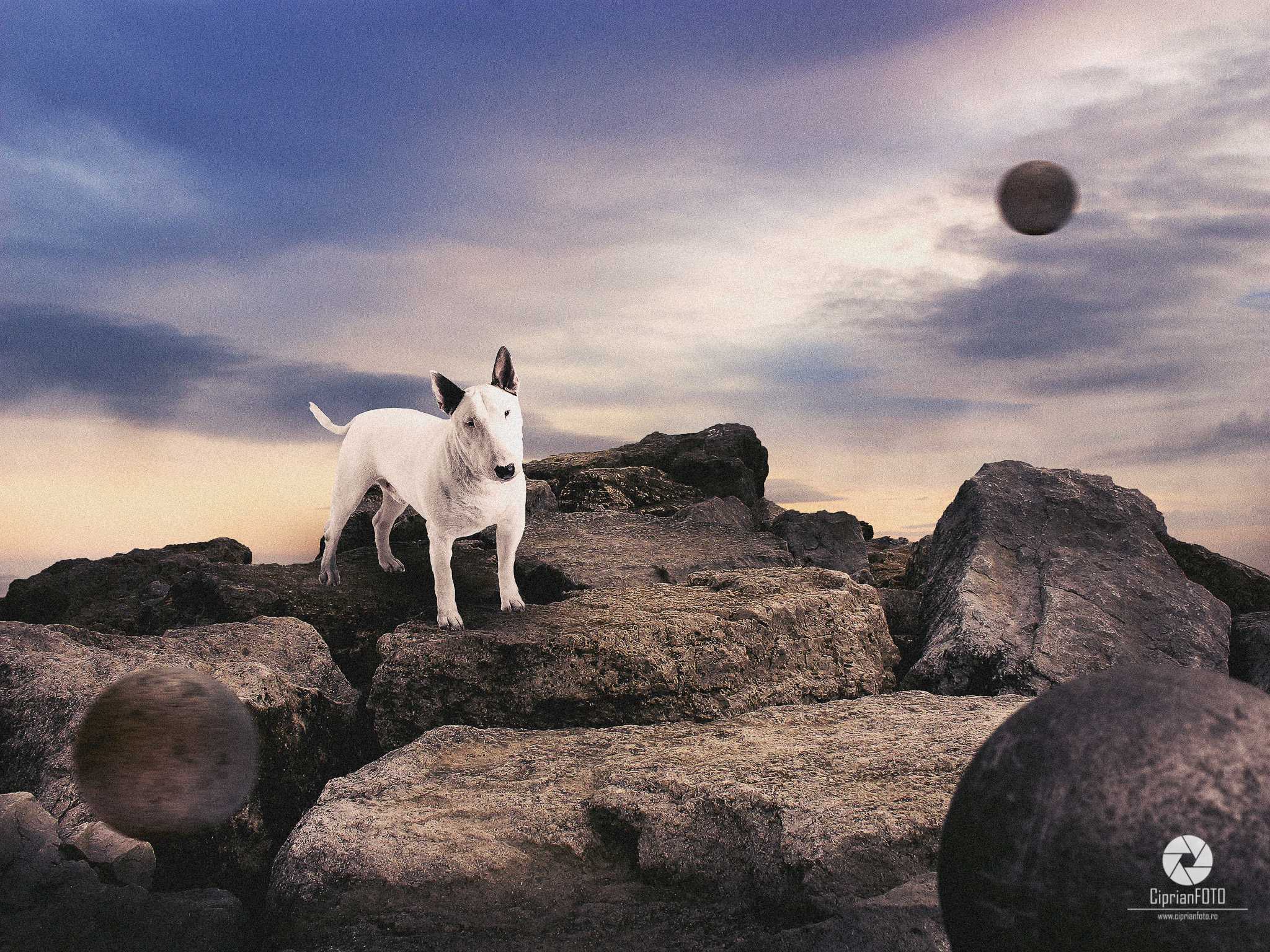 Bull Terrier Upon The Rock, Photoshop Manipulation Tutorial, CiprianFOTO