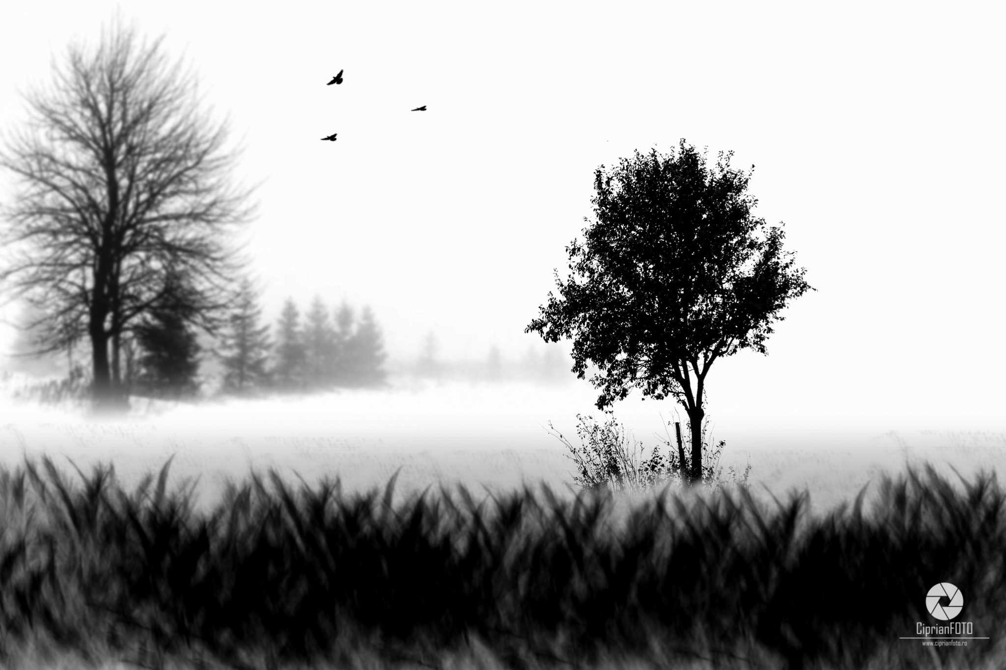 Black and White Fine Art Scene, Photoshop Manipulation Tutorial, CiprianFOTO