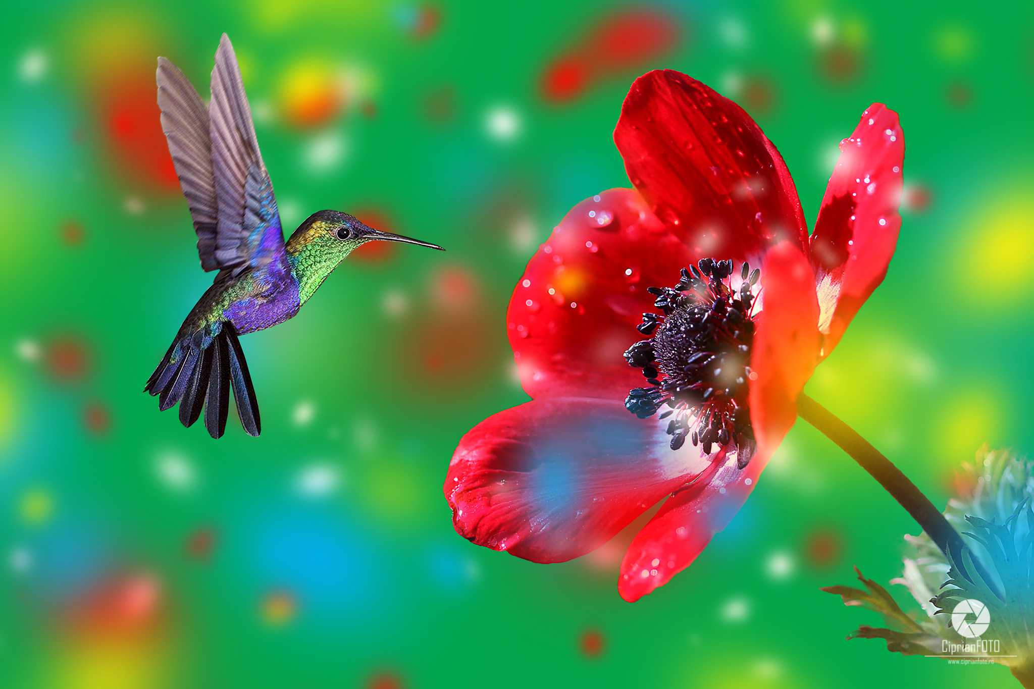 Hummingbird, Photoshop Manipulation Tutorial, CiprianFOTO