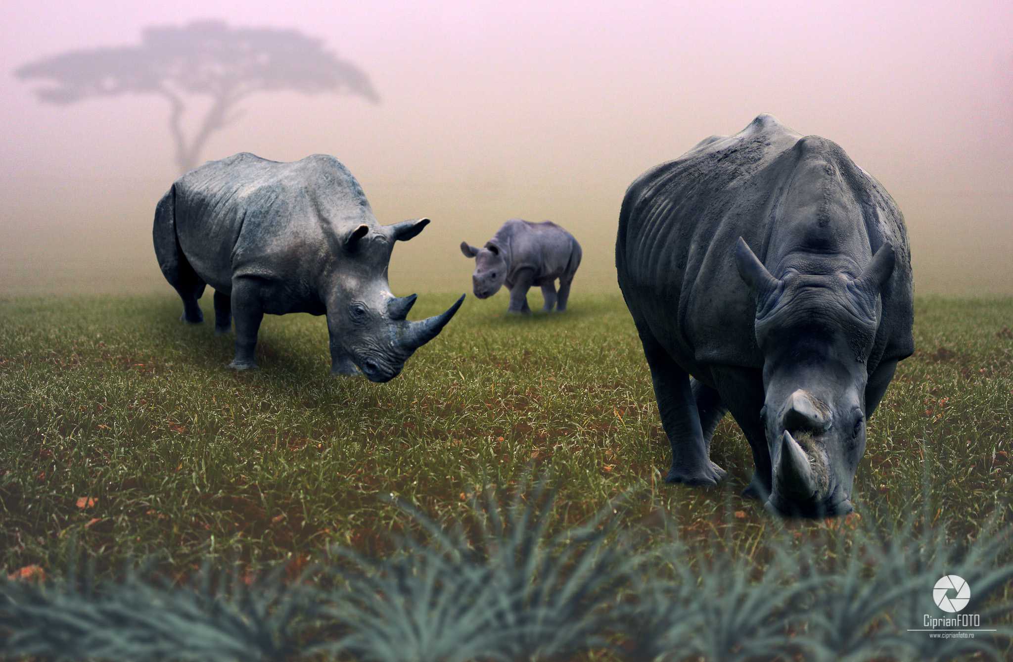 Family Of Rhinos, Photoshop Manipulation Tutorial, CiprianFOTO