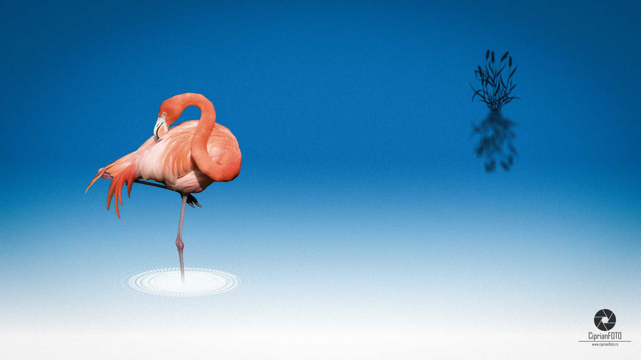 Flamingo, Photoshop Manipulation Tutorial, CiprianFOTO