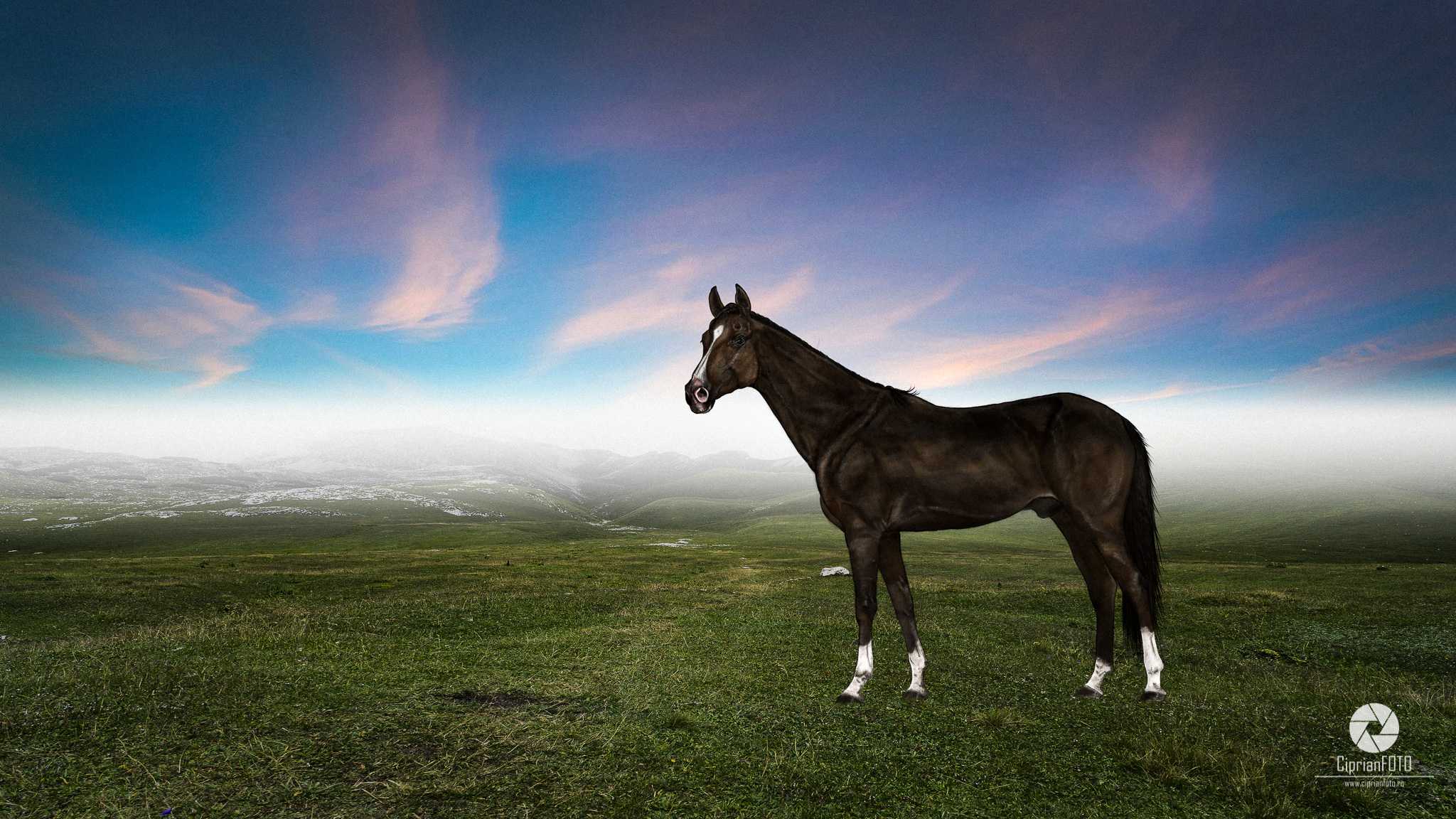 The Horse, Photoshop Manipulation Tutorial, CiprianFOTO