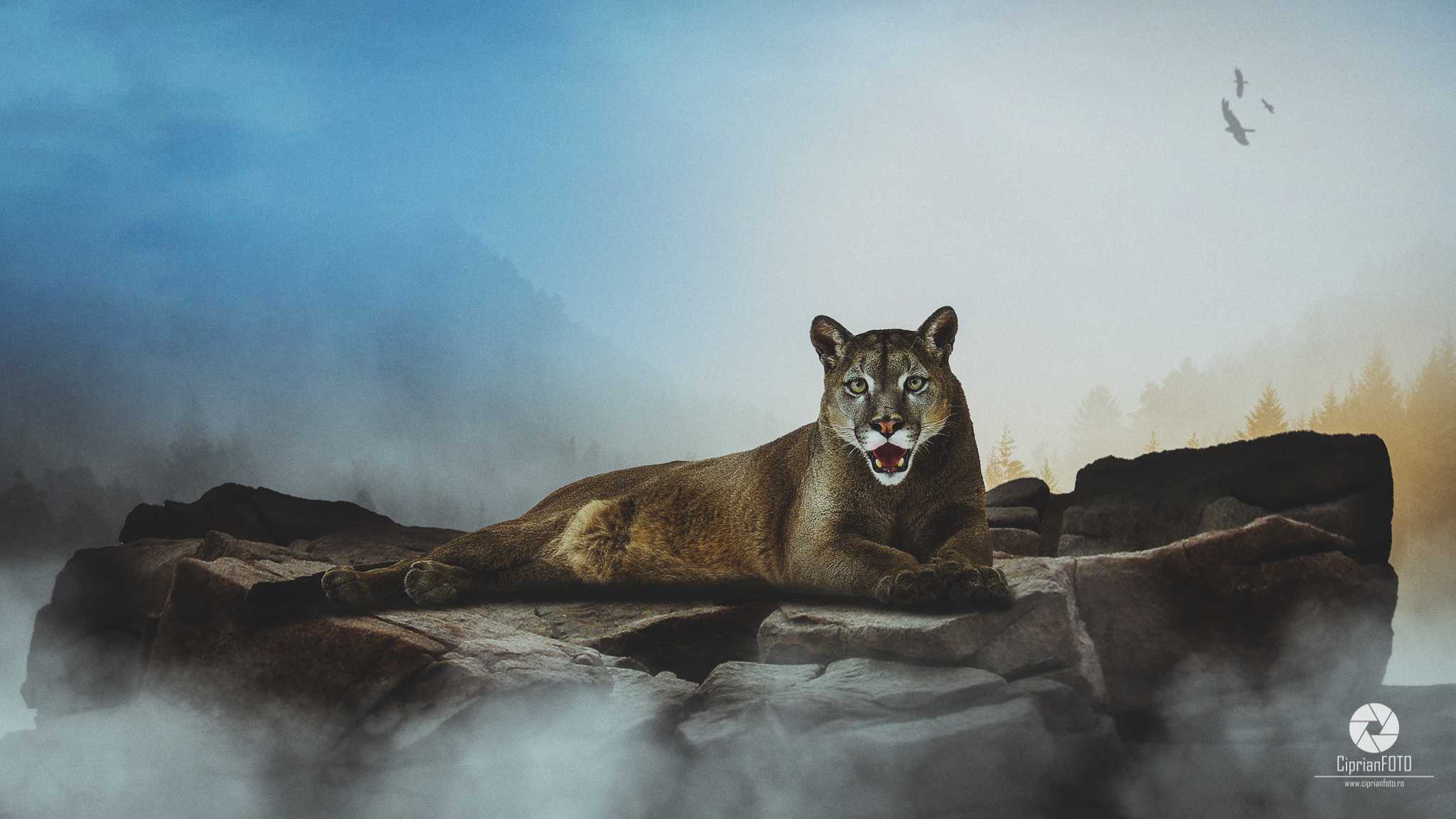 Big Puma, Photoshop Manipulation Tutorial, CiprianFOTO
