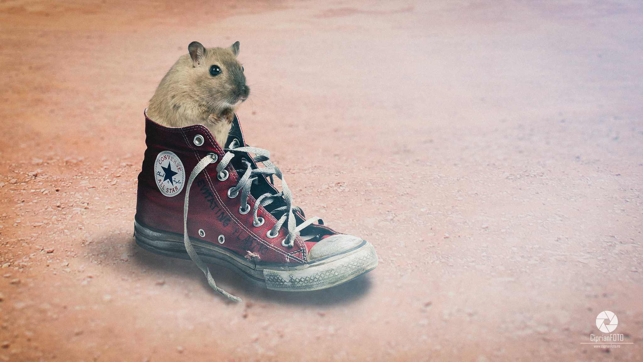 Hamster In The Old Converse Shoe, Photoshop Manipulation Tutorial, CiprianFOTO