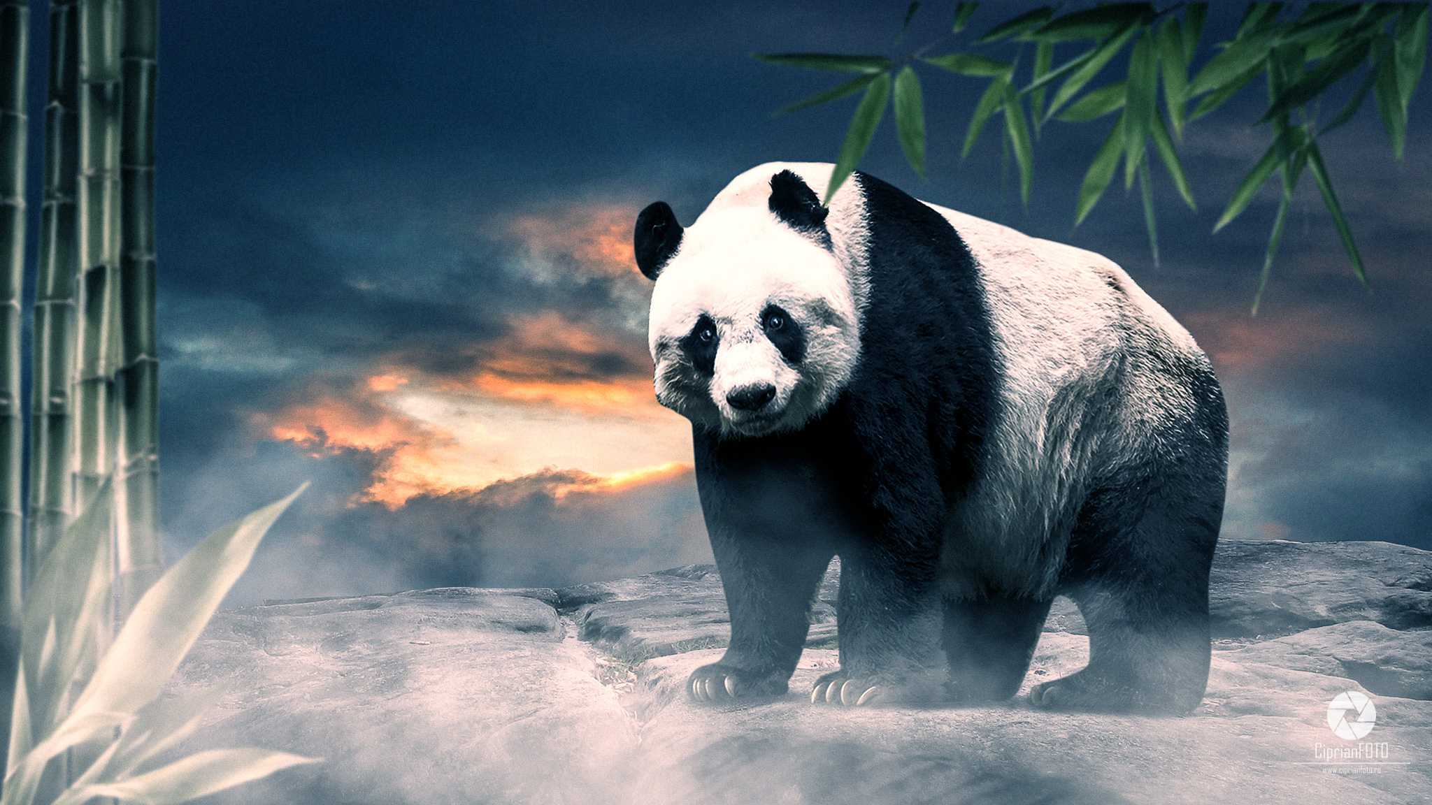 Panda Bear, Photoshop Manipulation Tutorial, CiprianFOTO