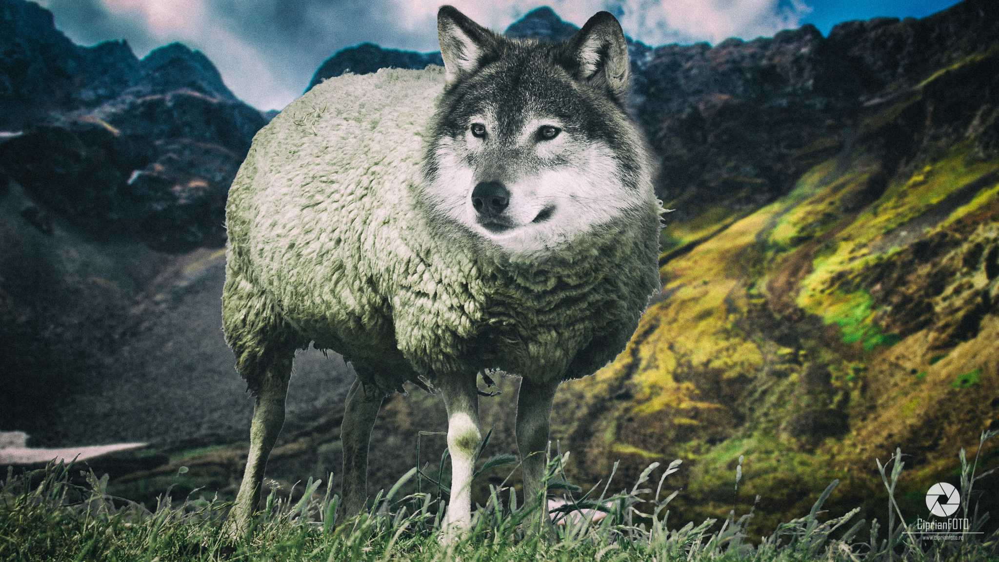 A Wolf In Sheep's Clothing, Photoshop Manipulation Tutorial, CiprianFOTO