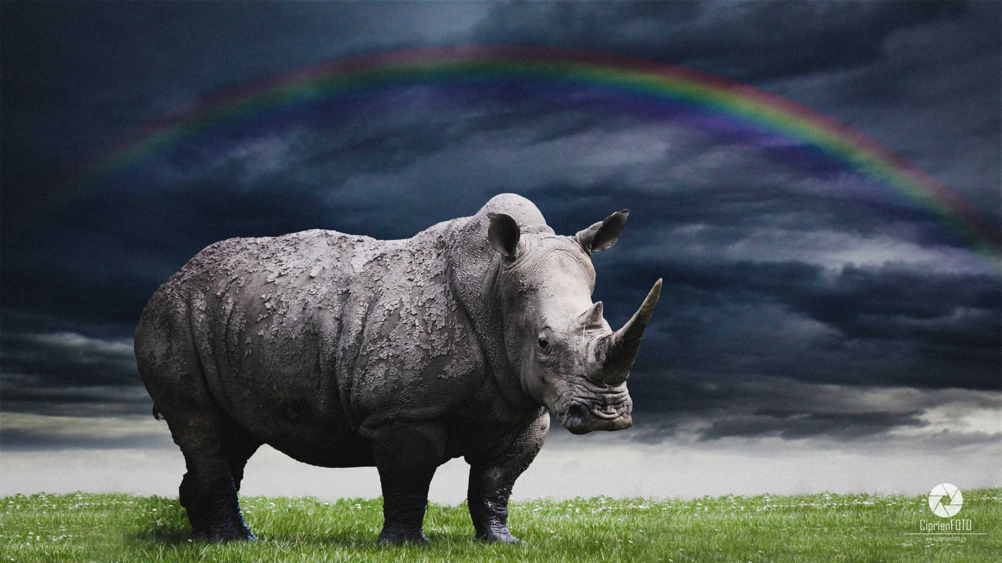 The Rhino, Photoshop Manipulation Tutorial, CiprianFOTO