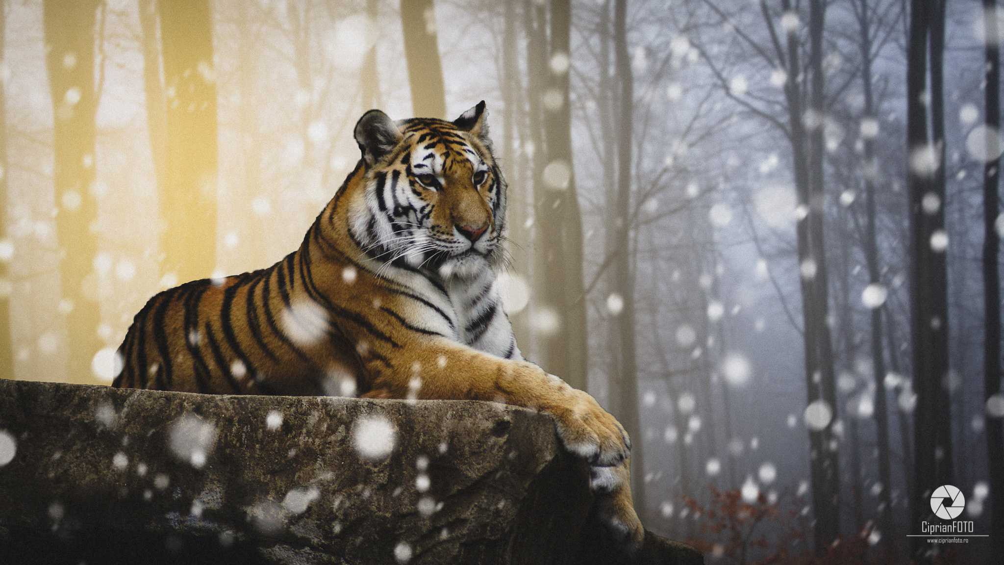 The Siberian Tiger, Photoshop Manipulation Tutorial, CiprianFOTO