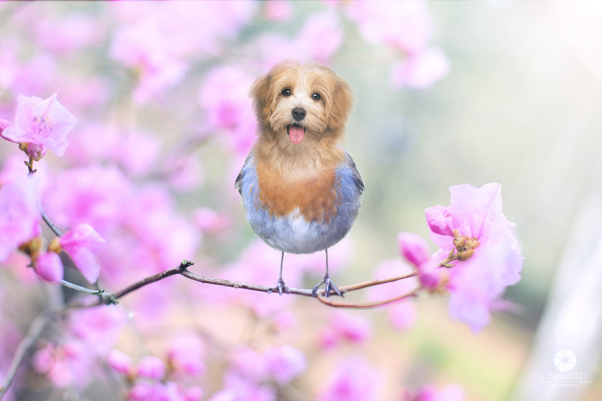 Bird-Dog, Surreal Photoshop Manipulation Tutorial, Surreal Fine Art, CiprianFOTO